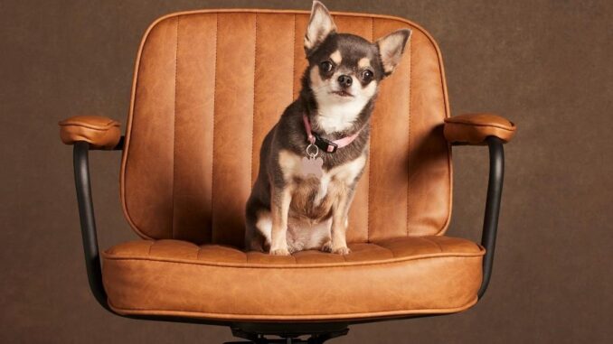 cast-photo-from-the-dog-from-wil